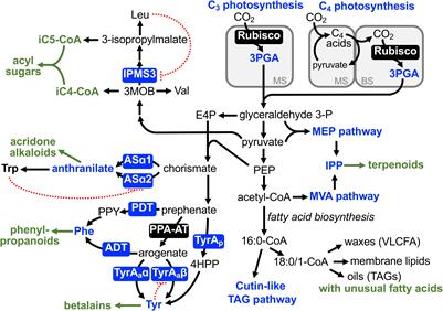 Frontiers Evolutionary Diversification of Primary Metabolism and